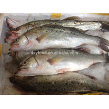 Lubina congelada pescado precio ronda entera